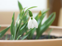 �X�m�[�h���b�v